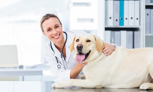 Portrait of smiling female veterinarian examining dog in hospital
